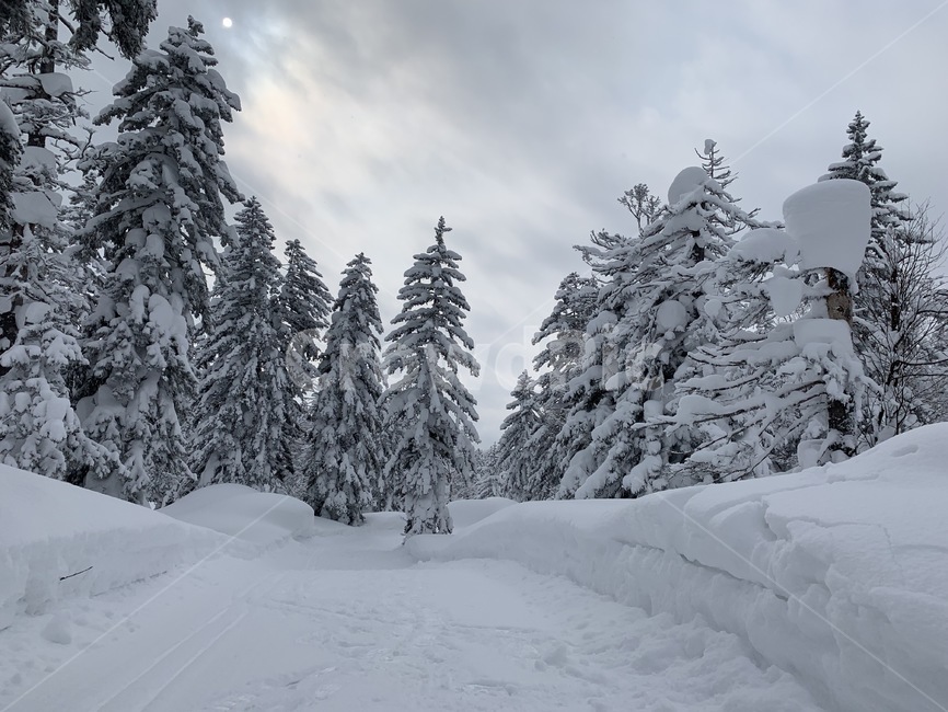 겨울,겨울숲,눈,나무,숲,산,겨울산,겨울,계절,winter,season,자연,풍경,nature,landscape,tree,plant,식물,fir,전나무