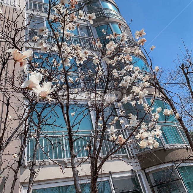목련,magnolia,하늘,sky,blue,파란색,아파트,apartment