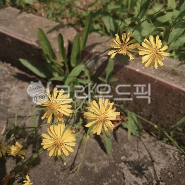 씀바귀,씀바귀꽃,식물,꽃,flower,plant,nature,자연,노란꽃,yellow,yellowflower