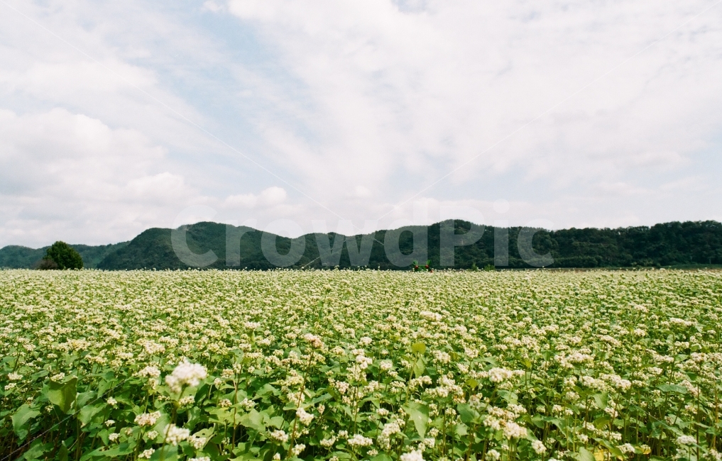 메밀꽃,메밀꽃밭,메밀꽃단지,성주메밀꽃,성주메밀꽃단지,자연,풍경,nature,landscape,식물,plants,꽃,flower,한국자연풍경,한국자연경관,korea nature landscape,outdoors,옥외,field,들