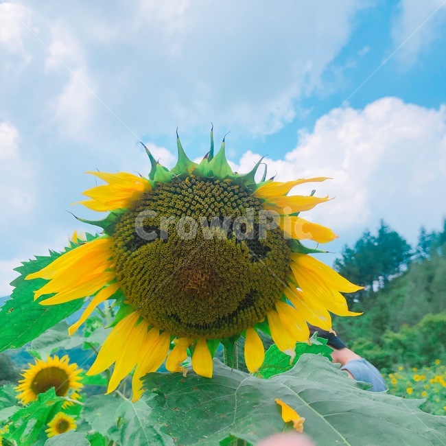 해바라기,웃는해바라기,표정,웃자,웃어,plant,식물,flower,blossom,꽃,여름,계절,summer,season,식물,자연,plants,nature,꽃,flower