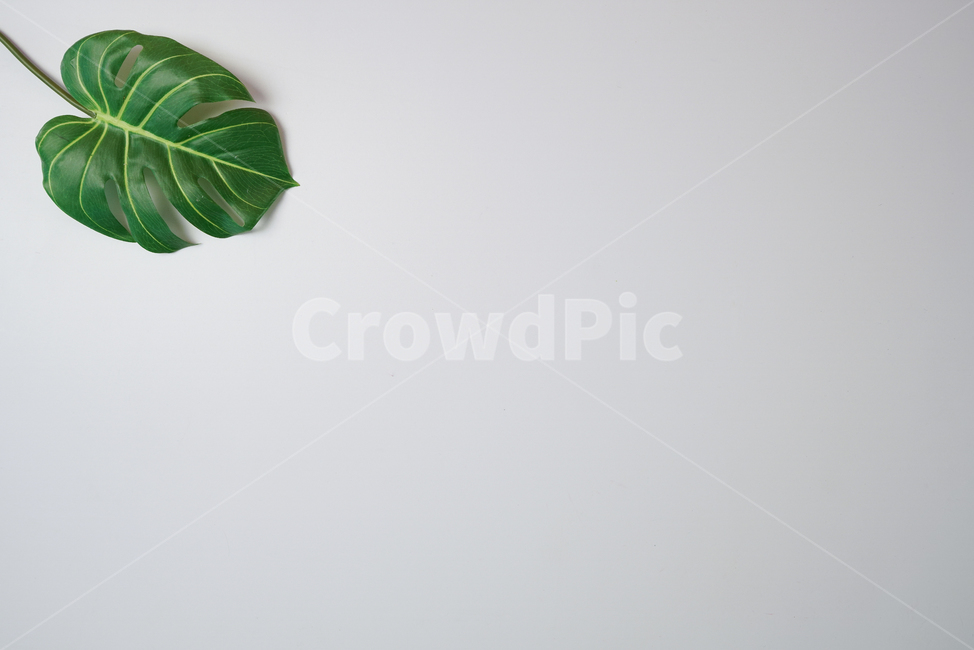 배경이미지,배경,꽃잎,풀잎,나뭇잎,화이트,흰배경,화이트배경,백그라운드,백그라운드이미지,합성이미지,합성용이미지,합성용배경,배경합성용,나뭇잎배경,꽃잎배경