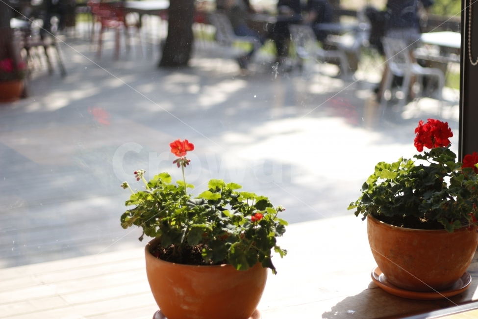 꽃,화분,창가,테라스,의자,벤치,카페,인테리어,식물,자연,plants,nature,꽃,flower,인테리어,실내디자인,interior design