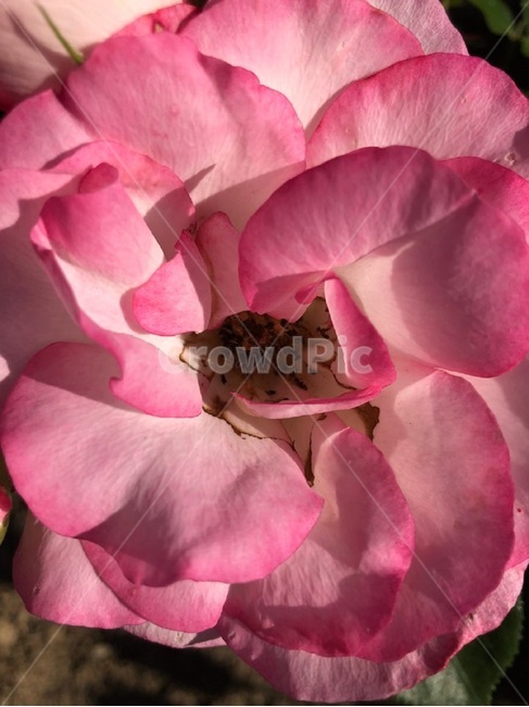 장미,오월,꽃,장미축제,장미꽃사진,식물,자연,plants,nature,꽃,flower