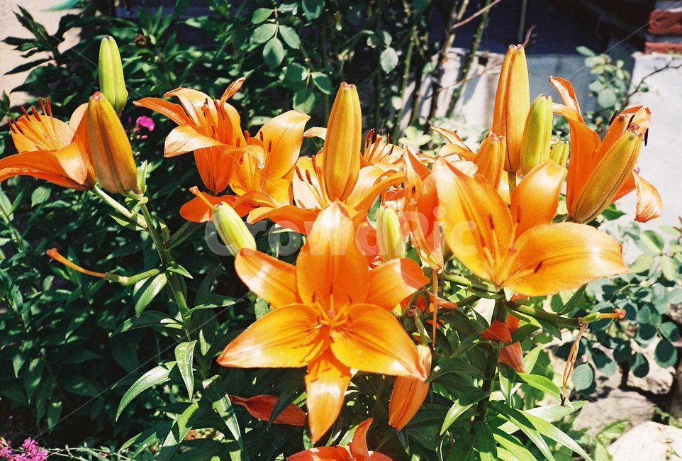 꽃,들꽃,야생꽃,flower,자연,식물,식물,자연,plants,nature,꽃,flower