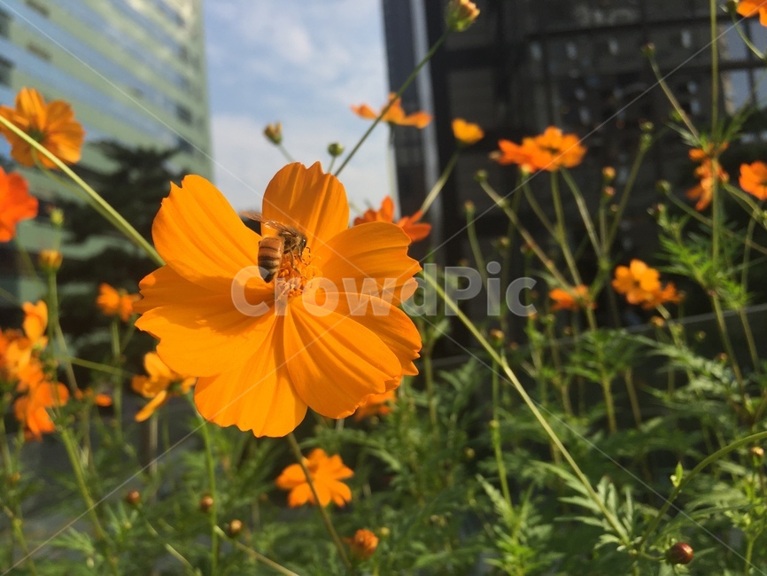 꽃,벌,꿀,꽃가루,꿀벌,봄,flower,bee,honey,spring,식물,자연,plants,nature,꽃,flower