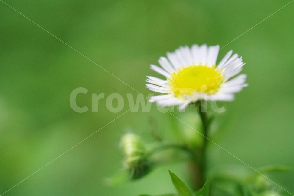 비,꽃,배경화면,바탕화면,이쁜꽃,예쁜꽃,꽃사진,식물,자연,plants,nature,꽃,flower