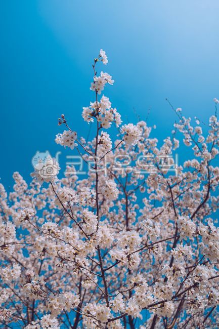벚꽃,풍경,sakura,cherryblossom,cherryblossoms,romantic,spring,flower,floral,beautiful,landscape,cherry,blossom,벚꽃나무,하늘,파란하늘,꽃,봄꽃,꽃잎