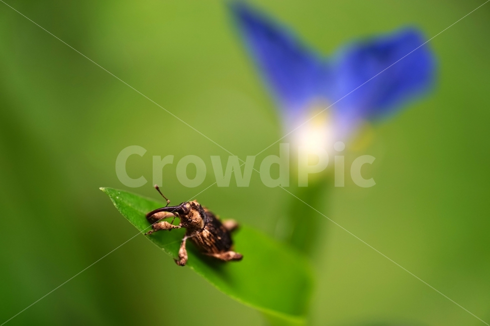 닭의장풀,달개비,꽃,식물,자연,이파리,잎사귀,플라워,nature,flower,곤충,벌레,왕바구미,동물,insect,동물,animal,곤충,벌레,insect,bug