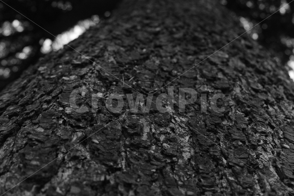 소나무,나무,표면,Texture,흑백,식물,자연,plants,nature,나무,trees,wood,흑백,모노톤,monochrome,black and white,텍스처,질감,패턴,texture,pattern