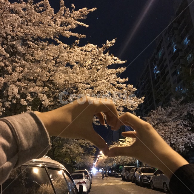 벚꽃,데이트,밤,봄,꽃,벚꽃놀이,봄,계절,spring,season,야경,밤,풍경,nightscape,night,landscape,사람,인물,인간,human,person,신체일부,몸,body,연인,커플,사랑,lover,couple,감정표현,기분,feeling,emotion