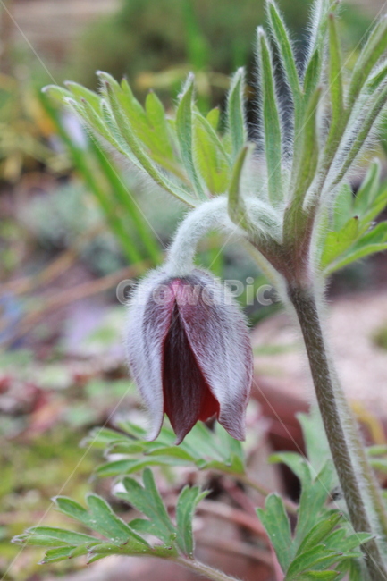 할미꽃,봄,꽃,플라워,봄꽃,식물,자연,풀,화단,꽃밭,nature,spring,감성,감성사진,들꽃