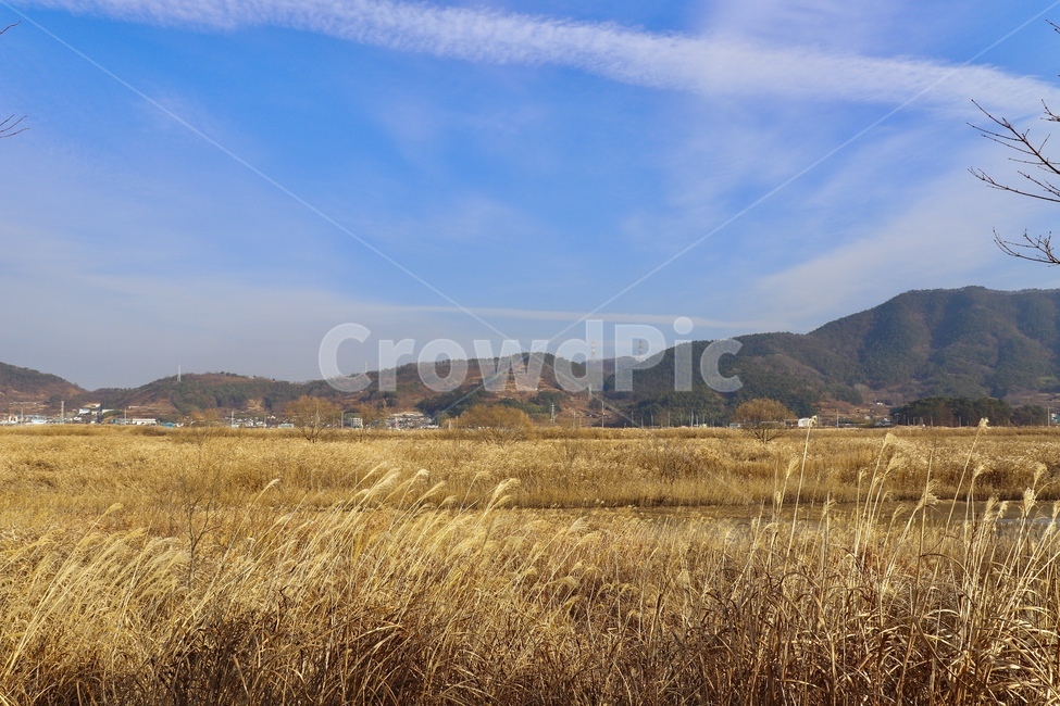 순천,순천만습지,갈대,하늘,배경,감성,풍경,맑음,파랑,바탕,자연,따뜻한,경치,낮,겨울,가을,파란하늘,갈대밭,산,휴식,힐링,평화로운,순천갈대숲,차분한,평온,고요,온화한,감성사진,계절,순천명소,갈대군락지,season,landscape,sky,cloud,daytime,weather,winter,fall,autumn,healing,warm,reed