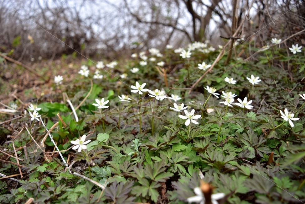 들바람꽃,봄,야생화,꽃,청태산,강원도,봄꽃,고산야생화,감성,필,느낌,아름다움,예쁜,아름다운,고운,뷰티플,wildflower,산꽃,봄야생화,식물,자연,식생,생태nature,숲,숲길,청순,흰색,꽃말,기다림,미나리아재비과,바람꽃속,한국,여러해살이풀,식물,자연,plants,nature,꽃,flower