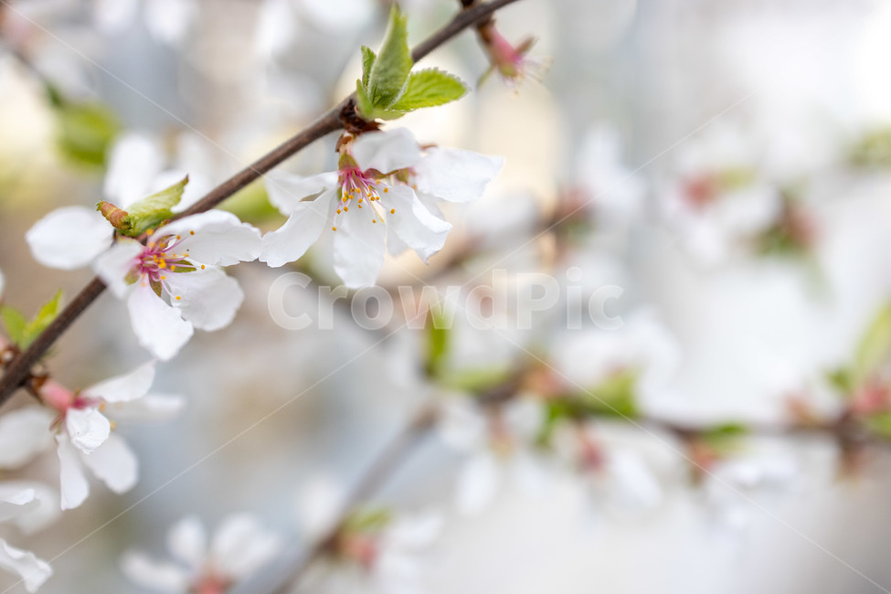 봄,앵두꽃,앵두,화사한,꽃,flower,식물,plant,봄,계절,spring,season