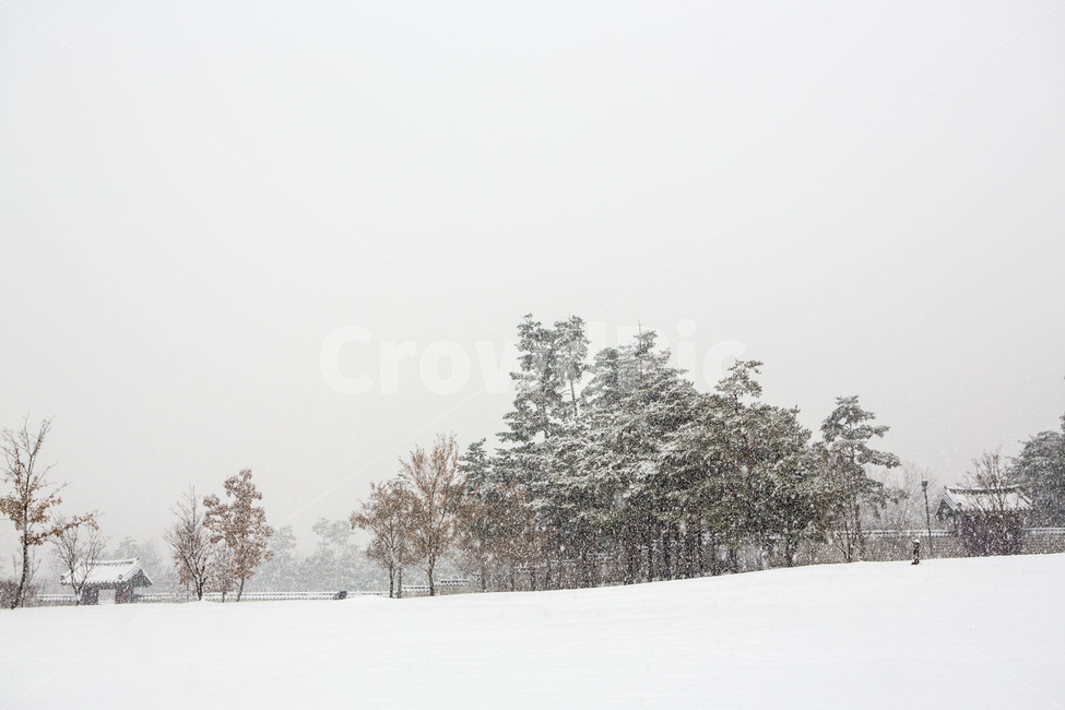 설경,풍경,고궁,감성,눈보라,겨울,겨울,계절,winter,season,자연,풍경,nature,landscape,한국자연풍경,한국자연경관,korea nature landscape,tree,나무,plant,식물,abies,아비,fir,전나무