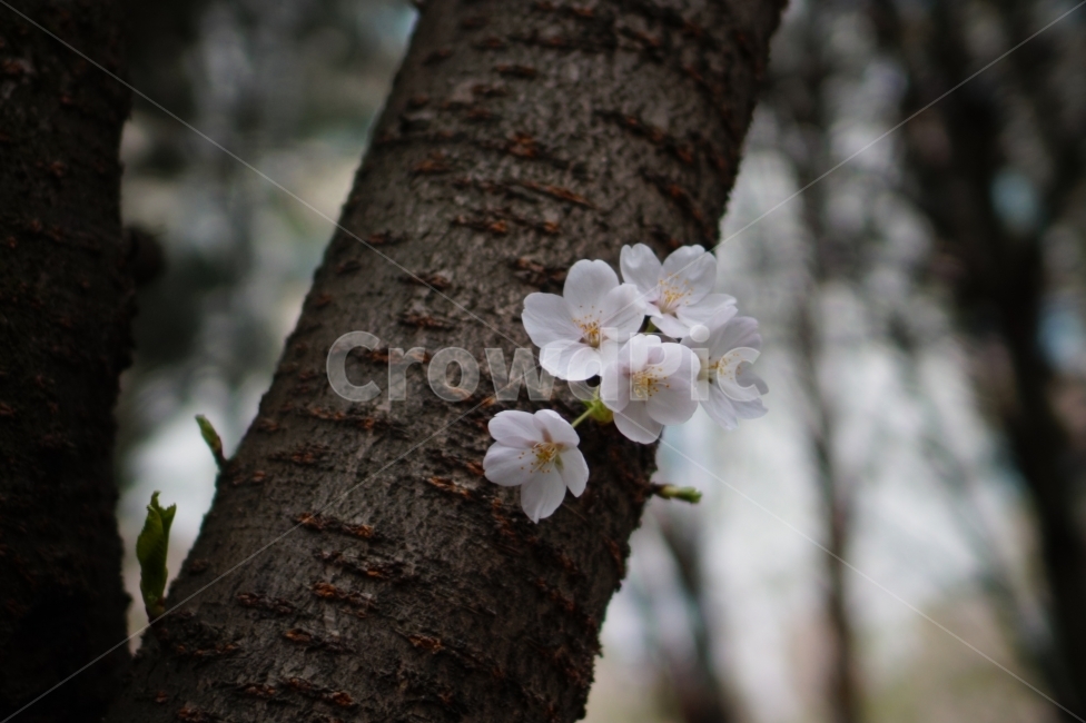 봄꽃,벚꽃,벚꽃나무,봄,4월,봄,계절,spring,season,식물,자연,plants,nature,꽃,flower,plant