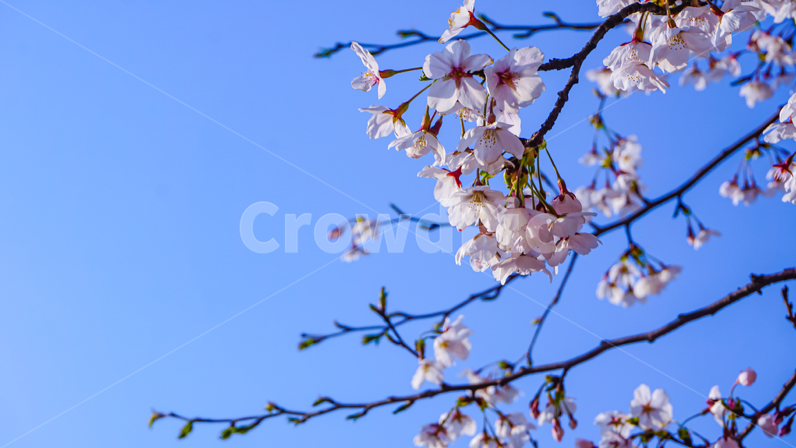 벚꽃,꽃,하늘,cherryblossom,blossom,봄,spring,sky,flower,풍경