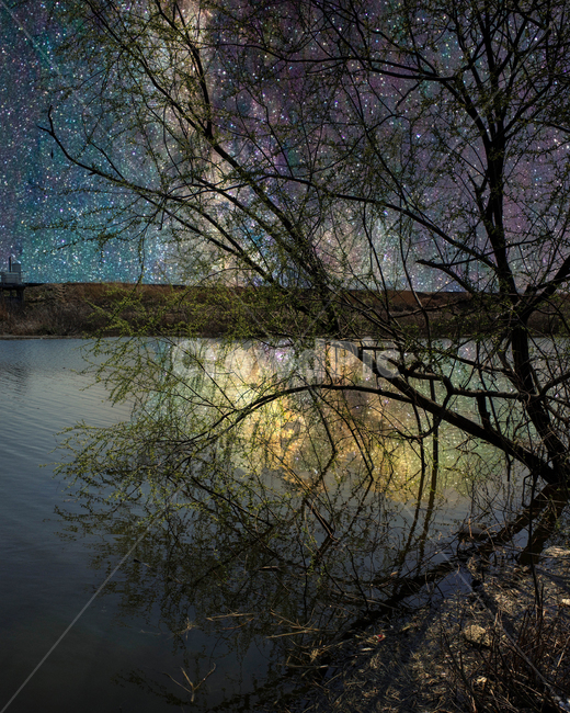 나무,tree,식물,land,plant,은하수,별