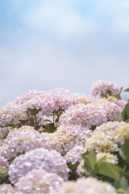 수국,제주,6월,꽃,보라색,핑크색,식물,자연,plants,nature,꽃,flower,색깔,색상,색채,색감,color sense,color sensitivity,feeling of color