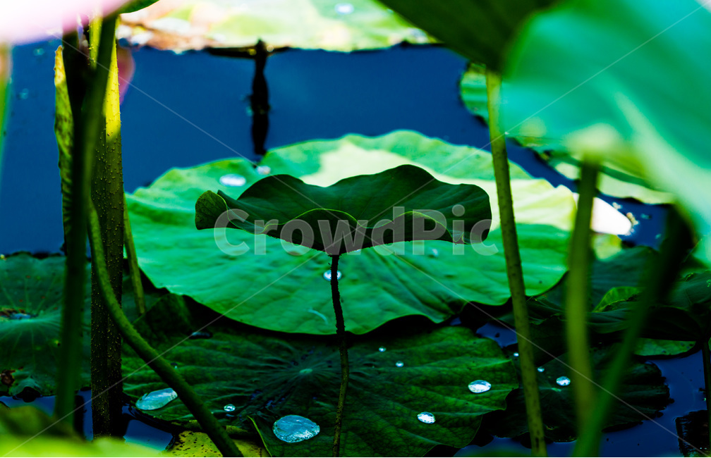 연잎,연,문양,무늬,습지,연못,식물,자연,plants,nature