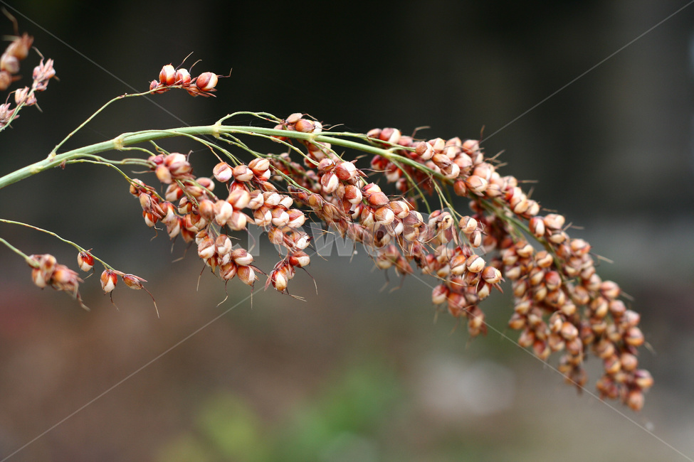 곡식,수수,수확,곡물,농작물,수수재배,곡류,곡식,cereals