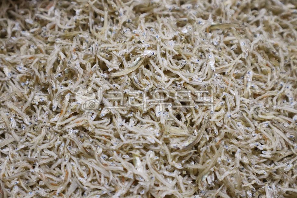 Common anchovy,dried fish,anchovy,wild animal,very small,dry,cooking,ingredient,animal,sea,nature,meal,fish,healthy,cooking ingredient