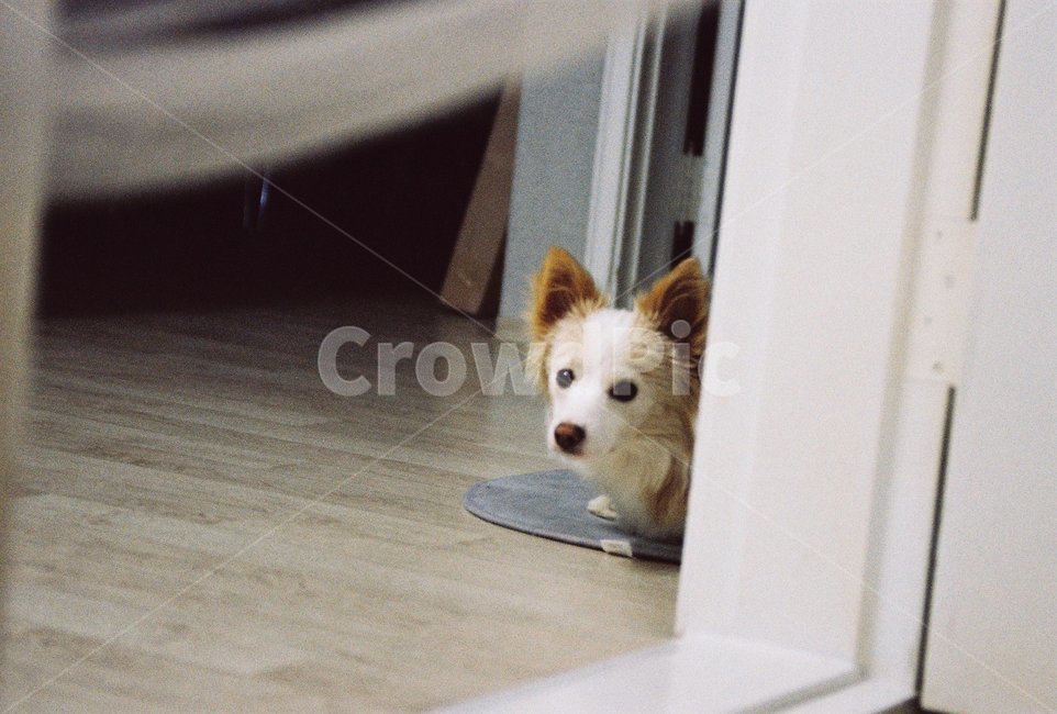 강아지,개,반려견,댕댕이,믹스견,애견,귀여운강아지,동물,dog,puppy,animal,강아지시선,동물,animal,포유류,mammal,개,강아지,dog,doggy