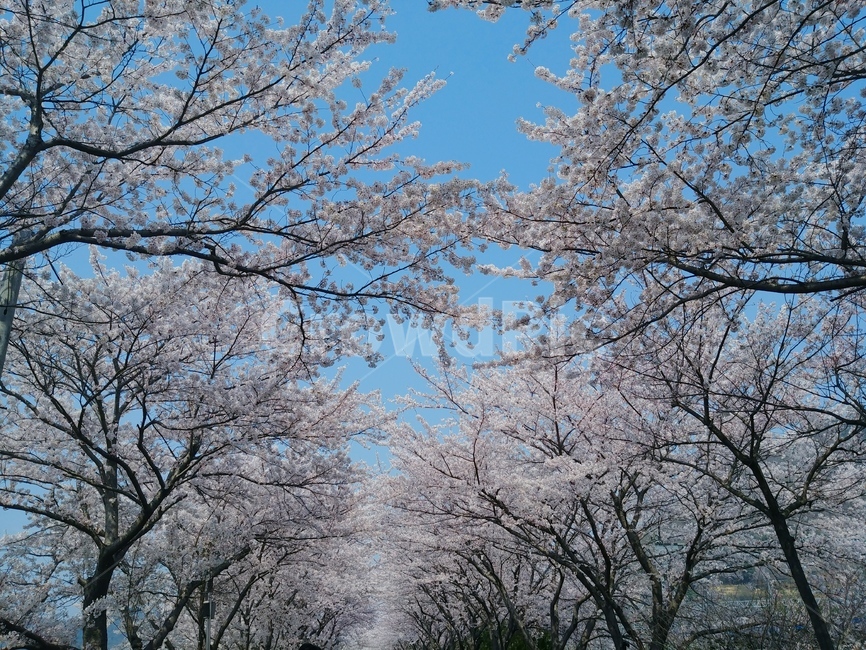 벚꽃길,가로수,벚꽃,벚꽃축제,꽃잎,봄,벚꽃나무,벚나무,식물,자연,plants,nature,꽃,flower