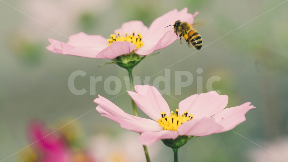 코스모스,꽃,자연,벌,곤충,벌레,분홍색,핑크,flower,nature,bee,가을,계절,fall,autumn,season,식물,자연,plants,nature,꽃,flower,동물,animal,곤충,벌레,insect,bug,감성,sensible,feeling,honey bee,꿀벌,invertebrate,무척추 동물