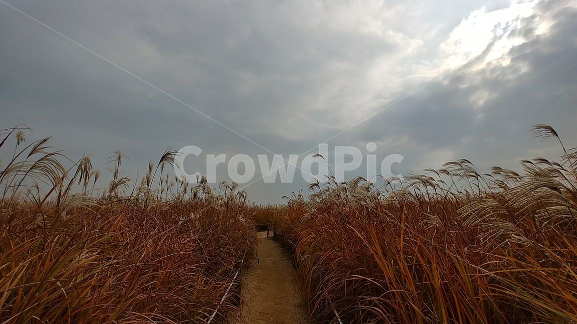 가을,갈대,억새,억새길,갈대길,하늘공원,가을,계절,fall,autumn,season,자연,풍경,nature,landscape,grass,잔디,plant,식물,lawn,reed