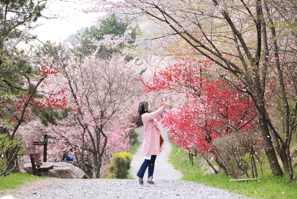 벚꽃,꽃비,드림로드,홍도화,안민고개,진해,진해군항제,봄,꽃,꽃동산,꽃길,자연,숲,사랑,사쿠라,봄꽃,식물,flower,nature,blossom,cherryblossom,spring,love,plants,꽃복숭아,꽃터널,forest,봄,계절,spring,season,자연,풍경,nature,landscape,사람,인물,인간,human,person,여성,여자,woman,female,lady,여행,휴가,traveling,vacation,trip,plant,cherry blossom
