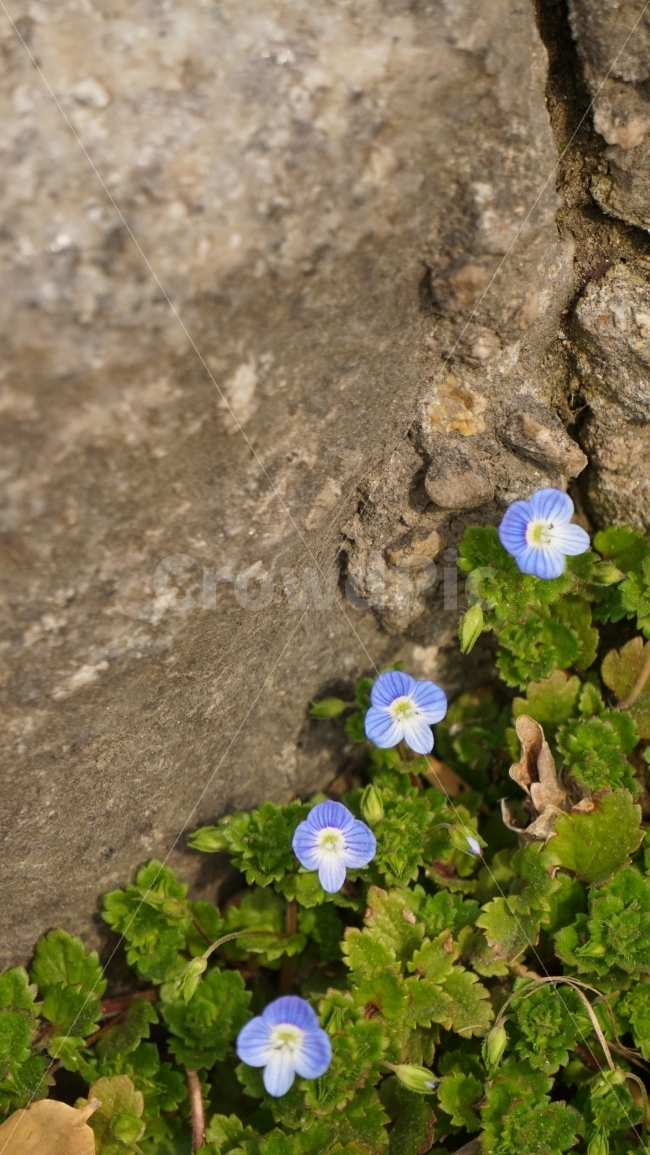 꽃,접사,아웃포커싱,배경,이미지,flower,식물,자연,plants,nature,꽃,flower