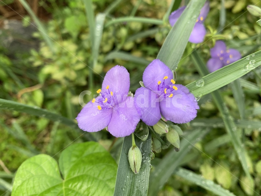 꽃,flower,plant,식물,자연,식물,자연,plants,nature,꽃,flower