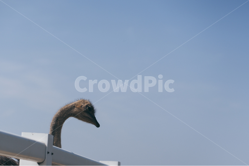 동물,anima,타조,하늘,동물원,동물,animal,조류,새,birds