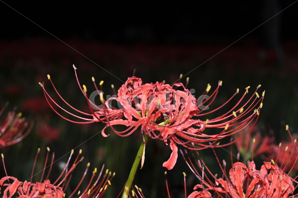 영광,불갑사,상사화,꽃무릇,꽃무릇축제,상사화축제,식물,자연,plants,nature,꽃,flower