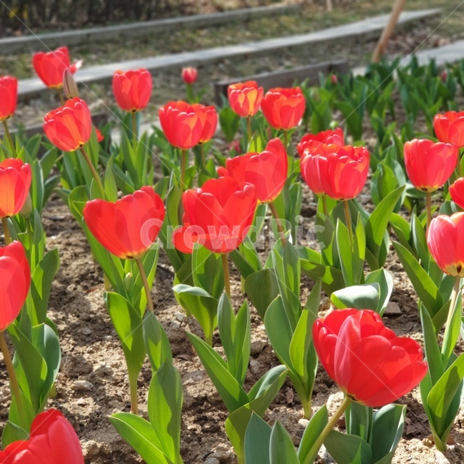 plant,식물,blossom,flower,꽃,자연,튤립,빨간튤립,봄,공원
