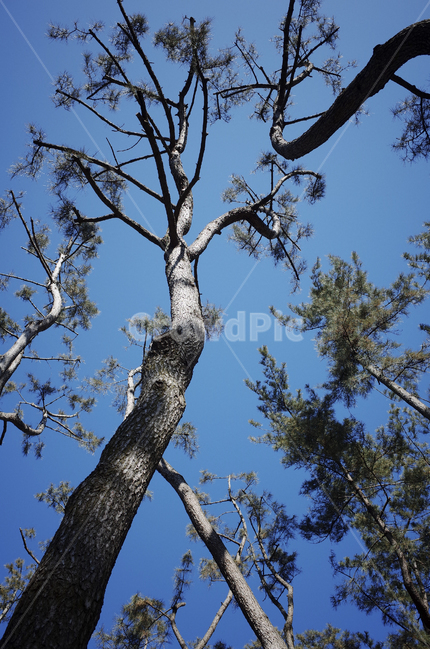 tree,나무,plant,식물,treetrunk,나무줄기,나뭇가지,하늘,sky,blue,파란하늘,푸른하늘,파란,푸른,전나무,소나무