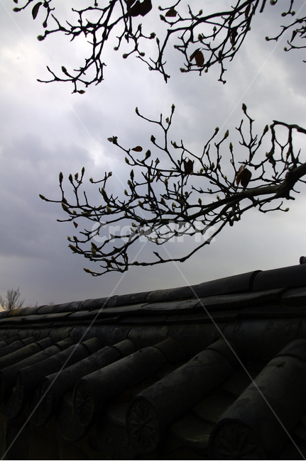 식물,plant,나무,하늘,구름,기와지붕,식물,자연,plants,nature,나무,trees,wood