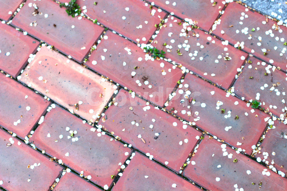 보도블럭,벚꽃,cherryblossom,꽃,낙화,봄,계절,spring,season