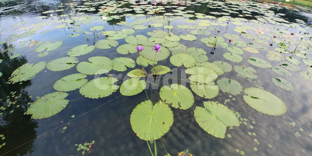 연꽃,물,잎,보라색꽃,가시연,7월,8월,아름다움,plant,식물,flower,blossom,water,nature,자연
