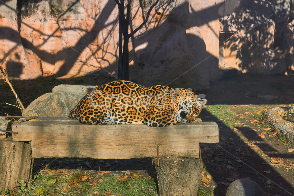 육식동물,재규어,포유류,동물,animal,동물원,자연,nature,야생,야생동물,동물,animal,포유류,mammal