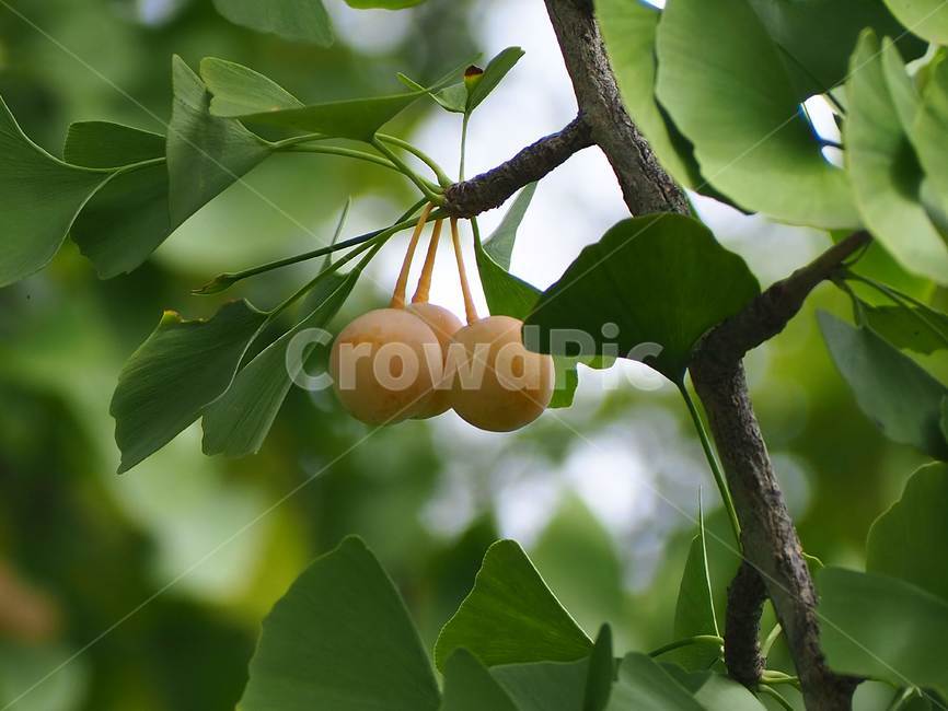 plant,식물,food,음식,fruit,과일,은행열매,은행나무