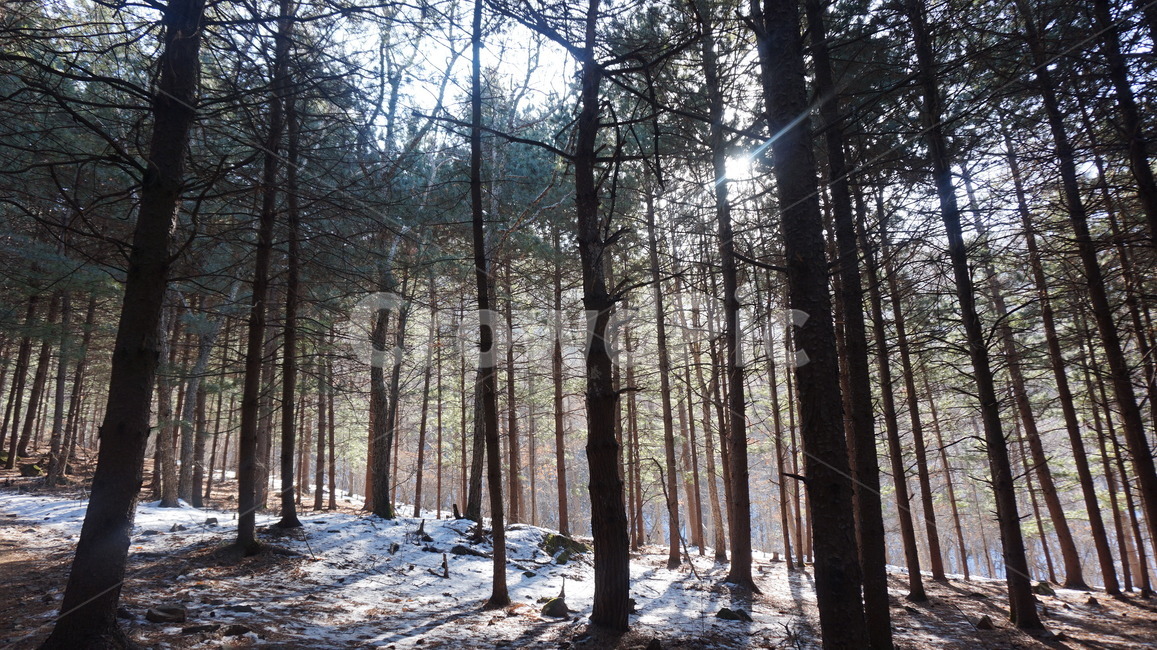 겨울산,겨울,나무,산,숲,고요함,등산,눈덮인산,눈온산,나무가지