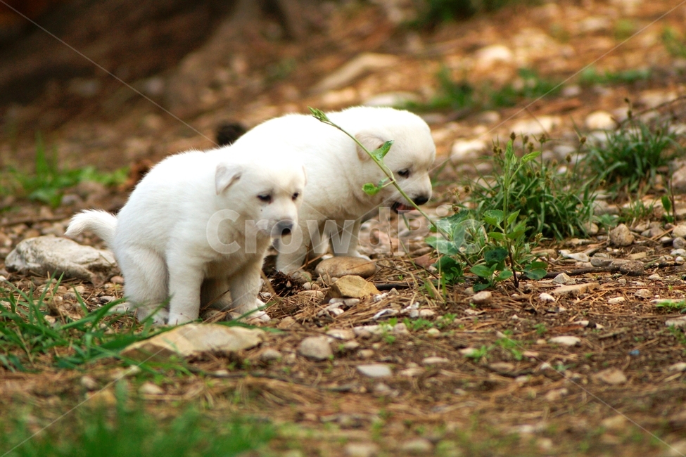 강아지,반려견,동물,애니멀,응가,동물,animal,개,강아지,dog,doggy
