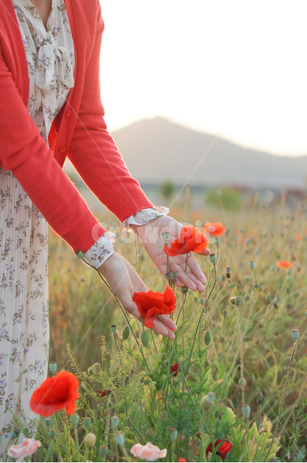 양귀비,저녁,빛,꽃,손,빨강,식물,자연,plants,nature,꽃,flower,사람,인물,인간,human,person,신체일부,몸,body,여성,여자,woman,female,lady