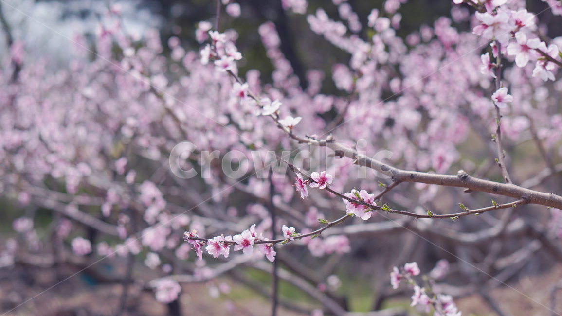 plant,식물,flower,꽃,blossom