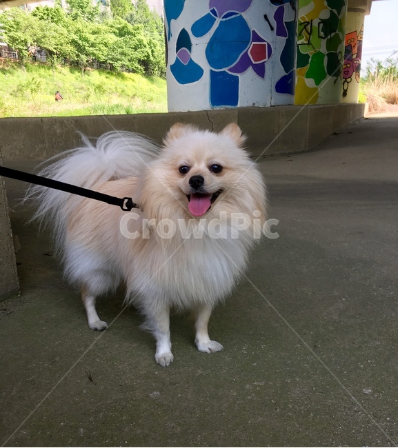 미소,반려견,강아지,나들이,산책,여행,동물,animal,포유류,mammal,개,강아지,dog,doggy