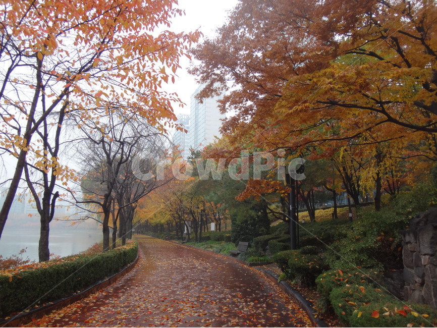 낙엽,가을,단풍,석촌호수,산책로,가을,계절,fall,autumn,season,tree,나무,plant,식물,leaf,잎,maple