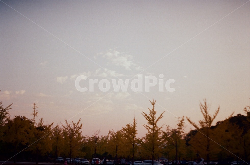 노을,역광,필름,필름사진,하늘,해질녘,석양,빛,해,노을빛,자연,풍경,nature,landscape,tree,나무,plant,식물,conifer,구과 식물,fir,전나무